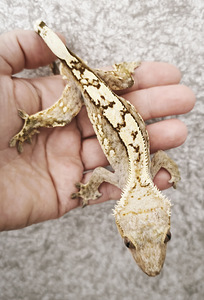 Gekko (2 foto / 3)