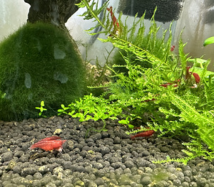 Krevetid "Bloody Mary" (2 foto / 5)