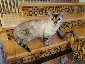 БЕНГАЛЬСКАЯ КОШКА (3 фото из 3)