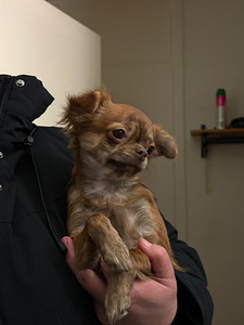 Chihuahua (1 valokuva sivusta 8)