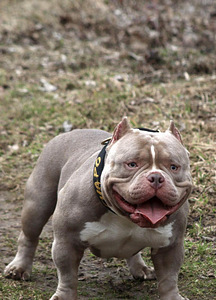 American pocket Bully (3 foto no 7)