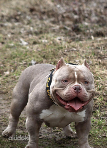 American pocket Bully (foto #3)