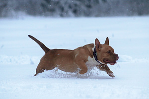 American pocket bully (2 foto no 9)