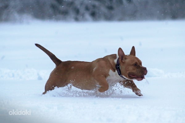 American pocket bully (foto #2)