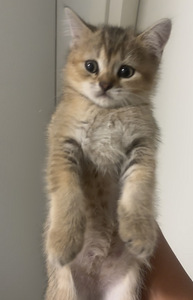 Scottish straight ja scottish fold