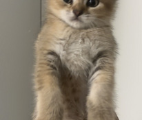 Scottish straight ja scottish fold