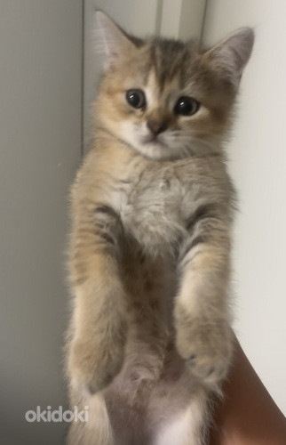 Scottish straight ja scottish fold