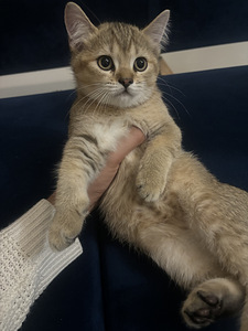 Scottish straight ja scottish fold (2 valokuva sivusta 3)