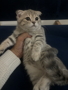 Scottish straight ja scottish fold (3 valokuva sivusta 3)