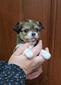 Chihuahua narttupentu (3 valokuva sivusta 3)