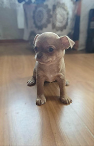 Chihuahua urospentu (1 valokuva sivusta 2)