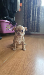 Chihuahua urospentu (2 valokuva sivusta 2)