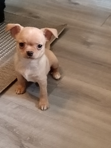 Chihuahua urospentu (1 valokuva sivusta 3)