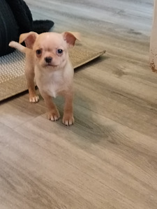 Chihuahua urospentu (3 valokuva sivusta 3)