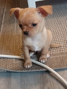 Chihuahua urospentu (3 valokuva sivusta 3)