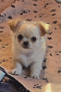 Chihuahua urospentu (1 valokuva sivusta 1)