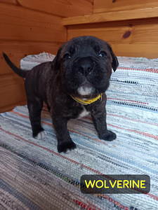 Americanbulldog X Cane Corso MIX-pennut (7 valokuva sivusta 9)