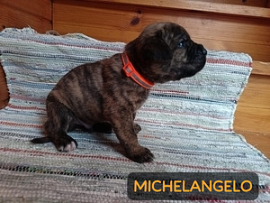 Americanbulldog X Cane Corso MIX-pennut (8 valokuva sivusta 9)