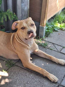 Pitbull (1 valokuva sivusta 1)