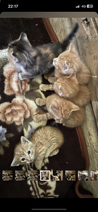 Рыжие котята (1 фото из 1)