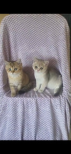 British shorthair kissa (4 valokuva sivusta 4)