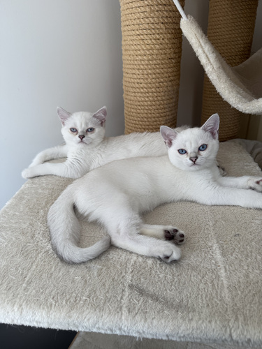 Brittiläinen lyhytkarva british shorthair
