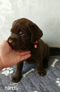 Labradorinnoutajan pennut (4 valokuva sivusta 9)