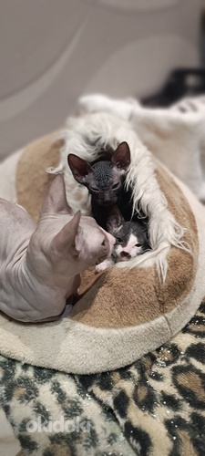 Кошка