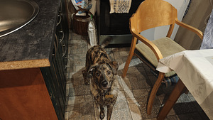 Atdodu suni labās rokās (1 foto no 2)