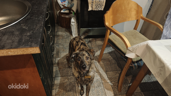 Atdodu suni labās rokās