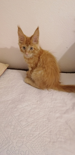 Maine Coon