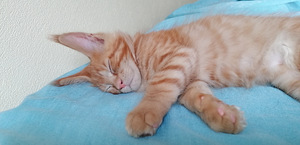 Mein-kun (3 foto / 7)
