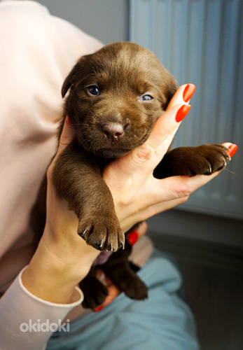 Tīršķirnes šokolādes labradora kucēni (foto #5)