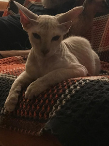Кот (3 фото из 4)