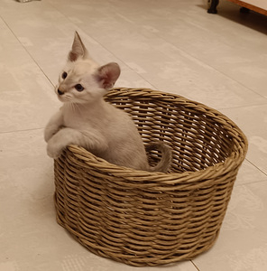 Orientālie kaķi (4 foto no 8)