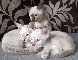 Orientālie kaķi (6 foto no 8)