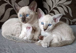 Orientālie kaķi (7 foto no 8)