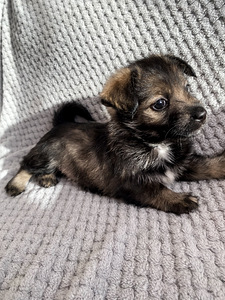 Väikese koera kutsikad (3 foto / 4)