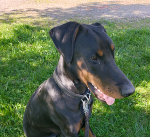 Doberman (1 valokuva sivusta 1)