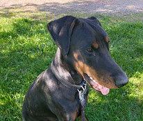 Doberman