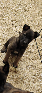 Malinoisin pennut (2 valokuva sivusta 2)