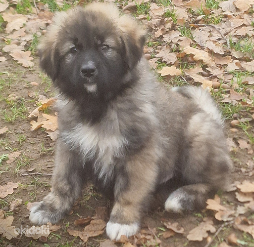 Kaukāza aitu suņa jaukteņi