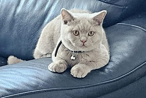 Kissa (2 valokuva sivusta 3)