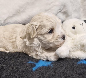 Maltipoo pojat (4 valokuva sivusta 4)