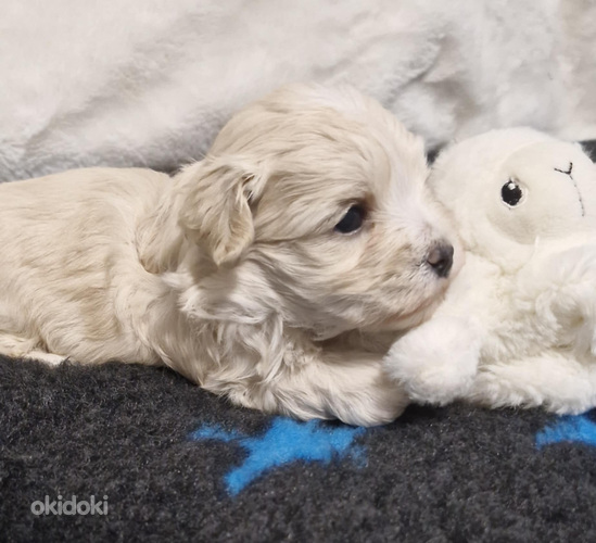 Maltipoo pojat (valokuva #4)