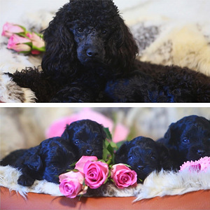 Maltipoo pennut