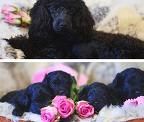 Maltipoo pennut