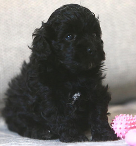 Maltipoo pennut
