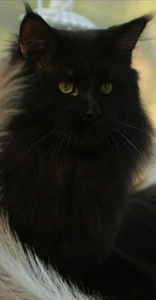 Maine Coon