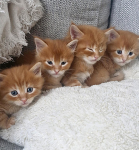 Kotikissan pennut (2 valokuva sivusta 4)